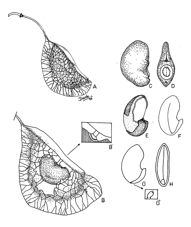 Ateleia glazioveana Baill Ateleia glazioveana Baill
