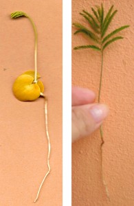 Fig. 3 y 4: plántulas a los 7-10 días y detalle de cotilédones Fig. 3 y 4: plántulas a los 7-10 días y detalle de cotilédones
